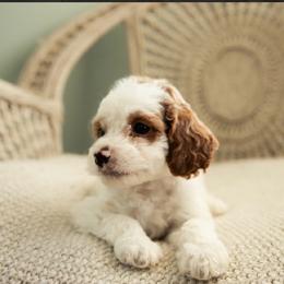 Dooney - Blenheim male Cavapoo puppy in Ashland, Kentucky from Still Waters Farm