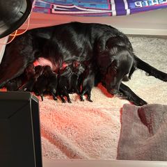 Girl 4 - Black Flat-Coated Retriever puppy in Rogers, Minnesota from Blixthalka Flat-Coated Retrievers