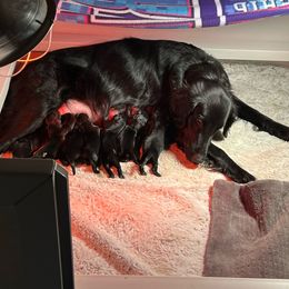 Girl 4 - Black Flat-Coated Retriever puppy in Rogers, Minnesota from Blixthalka Flat-Coated Retrievers