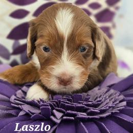 Laszlo - Red merle male Aussiedoodle puppy in Prescott Valley, Arizona from Ramirez Family Doodles