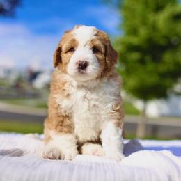 Biggie - Red male Bernedoodle puppy in Spanish Fork, Utah from K Brand Doodles
