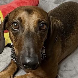 Dachshunds from Buckeye Doxies