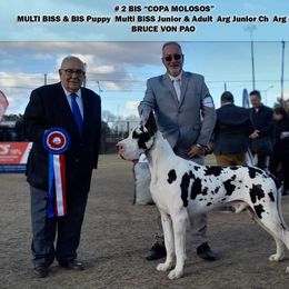Bruce - Great Dane