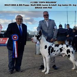 Bruce - Great Dane