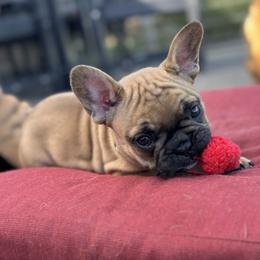French Bulldog Puppies from Miller Frenchie Farm