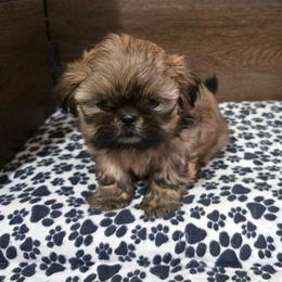 Min Boy - Sable male Shih Tzu puppy in Meadows Of Dan, Virginia from Walt’s Shih Tzus