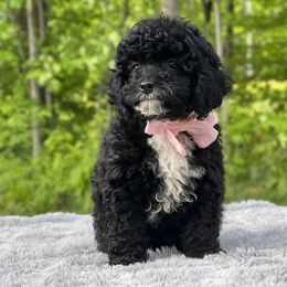 Lilly OFA - Black female Cavapoo puppy in Evart, Michigan from Northern’s Cute Cuddly Cava Poos