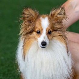 Shetland Sheepdog All Grown Up from Fox Point Farm Toy Shelties