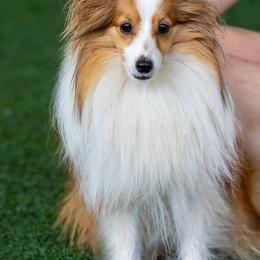 Shetland Sheepdog All Grown Up from Fox Point Farm Toy Shelties