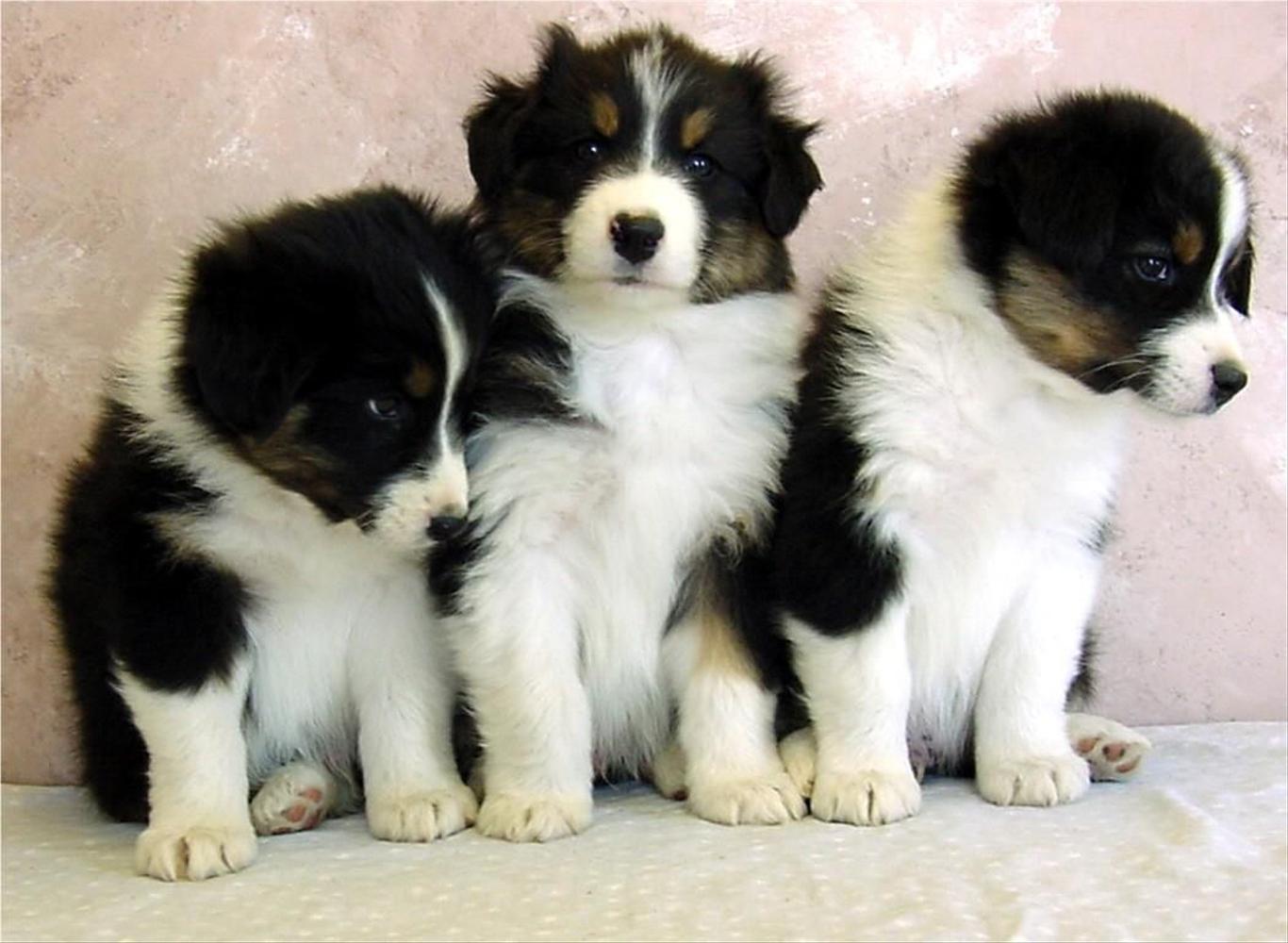 Prestige Australian Shepherds