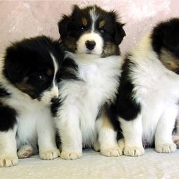 Australian Shepherd Puppies from Prestige Australian Shepherds