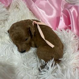 Lt. Pink girl - Red  female Poodle puppy in Bowling Green, Kentucky from Ritzy Red Poodles