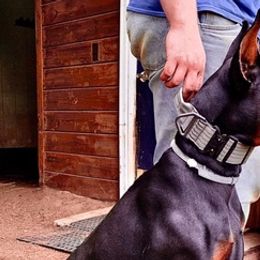 Doberman Pinschers from Taylor Made Farm