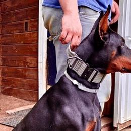 Doberman Pinschers from Taylor Made Farm
