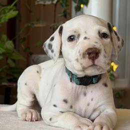 Male 2 - White and black male Dalmatian puppy in Lake Mathews, California from Bully Market