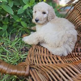 Misty(Pink Collar) - Cream female Poodle puppy in Columbia, South Carolina from Jones Poodles