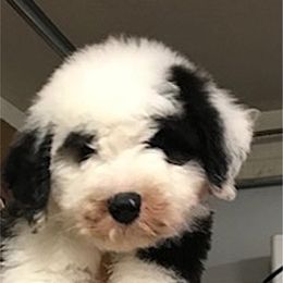Old English Sheepdog Puppies from Bizzeeboots OES