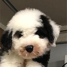 Old English Sheepdog Puppies from Bizzeeboots OES