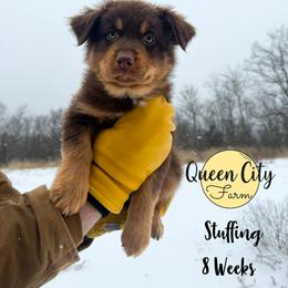 Stuffing  (lime) - Red tri-color male Australian Shepherd puppy in Falmouth, Kentucky from Queen City Farm