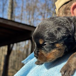 Rottweiler Puppies from Vom Bruderhof Rottweilers