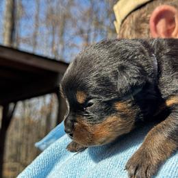 Rottweiler Puppies from Vom Bruderhof Rottweilers