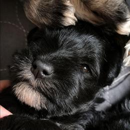 Zoey - Black female Miniature Schnauzer puppy in Ferndale, Washington from Blackhorse Schnauzers Washington state
