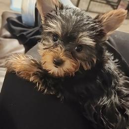 Morkie puppies from GRIFFEY'S SPA AND KENNEL