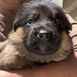 Boy 3 - male German Shepherd puppy in Galt, California from At Redwood Runs