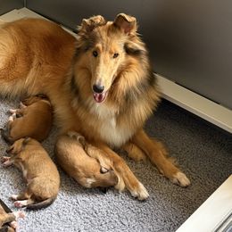 Collies from Savoy Collies