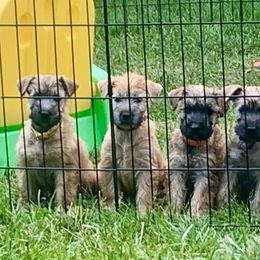 Soft Coated Wheaten Terrier Puppies from Karli Mueller