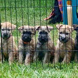 Soft Coated Wheaten Terrier Puppies from Karli Mueller