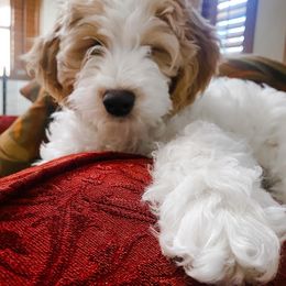 Goldendoodle Puppies from Old Lake Doodles