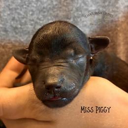 Miss Piggy - Black and tan female Schnoodle puppy in Sedalia, Missouri from Farmer Brown's Puppies