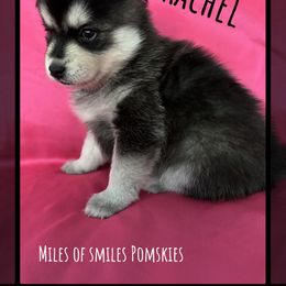 Pomsky Puppies from Miles of Smiles Pomskies