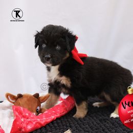 Venus-Black Tri Female - Minimal White - Black tri female Toy Australian Shepherd puppy in Nacogdoches, Texas from TK Standard, Mini, & Toy Aussies