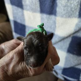 Boy 3 - White and liver male German Shorthaired Pointer puppy in Lindsay, California from Dori's Danes