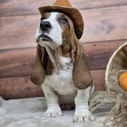 Mr. Spacely (None) - Mahogany and white male Basset Hound puppy in Lebanon, Ohio from Lady Mae Bassets