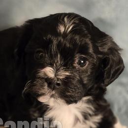 Havanese from Sandia