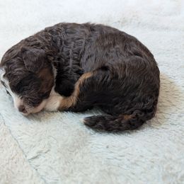 Aussiedoodle Puppies from Fur Hollow Puppies