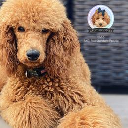 Goldendoodles and Poodles from Great Doodles & Poodles