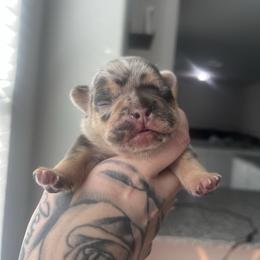 Versace - Tricolors male French Bulldog puppy in Porter, Texas from Red Label Frenchies