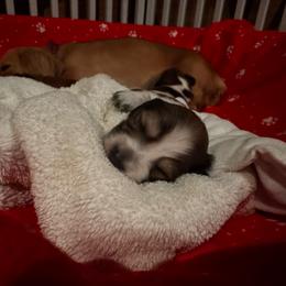 Cirrus - Piebald male Dachshund puppy in Summit, South Carolina from Doxies4Paws