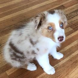 Australian Shepherds from Sutter Creek Aussies