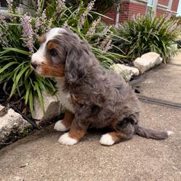 Sprout - Blue merle male Bernedoodle puppy in Royse City, Texas from Platinum Bernedoodles of Texas