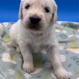 Cream Male - Light golden male Golden Retriever puppy in Spanaway, Washington from 11 Oaks Kennels
