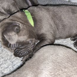 Cane Corso Puppies from Ruby Mountain Royalty
