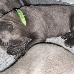 Cane Corso Puppies from Ruby Mountain Royalty