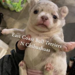 Tinsel - Merle female Chihuahua puppy in Kannapolis, North Carolina from East Coast Bull Terriers N Chihuahuas