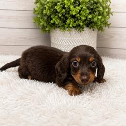 Pixie - Chocolate and tan female Dachshund puppy in Smithville, Oklahoma from Bristy’s Pampered Pups