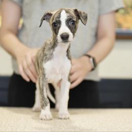 Charmer - White and fawn brindle male Whippet puppy in Atlanta, Georgia from Sinaj
